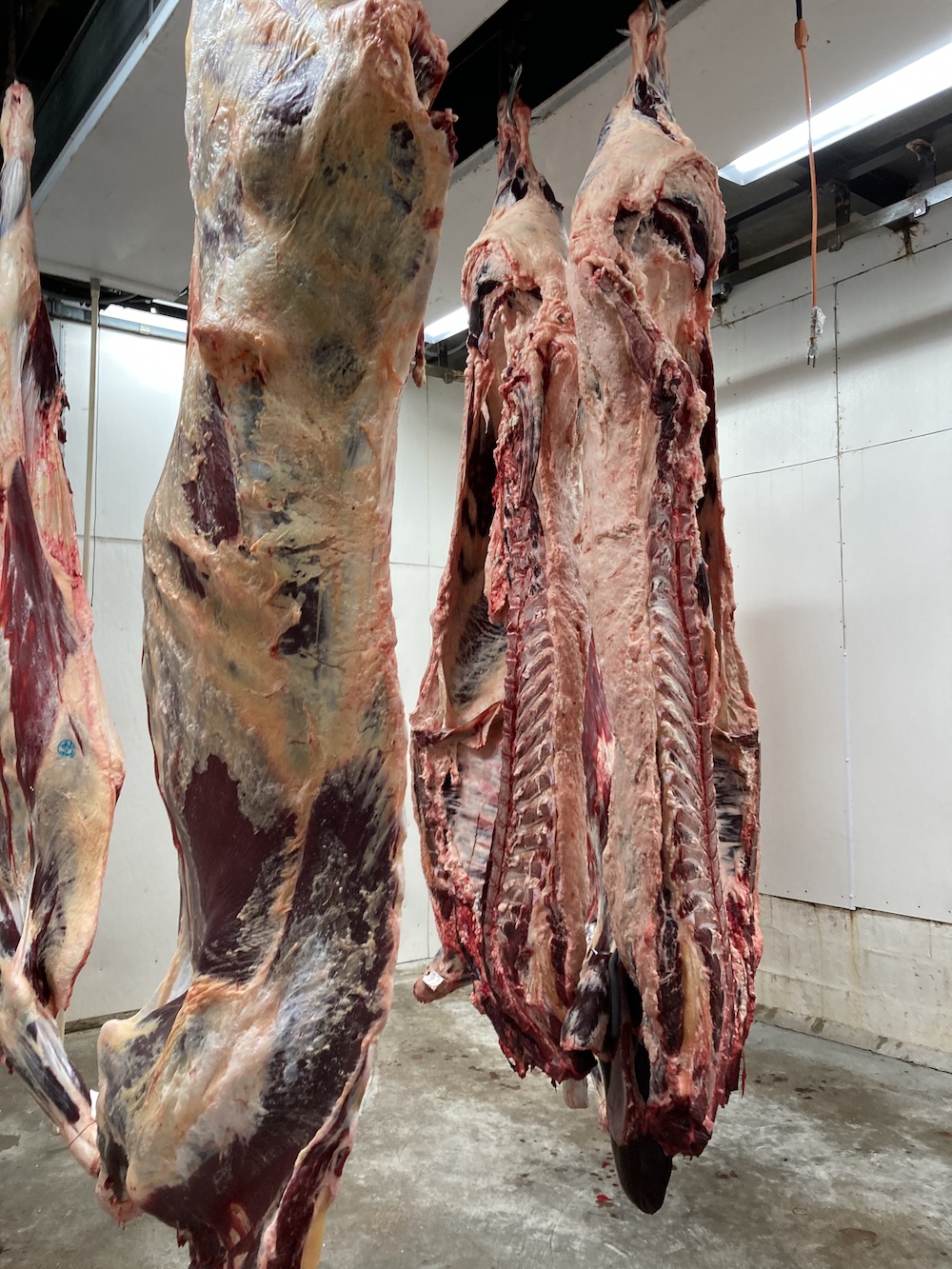 beef carcass hanging in cooler